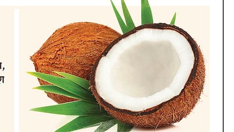 नारळ: सणासुदीत श्रीफळ कडाडणार!