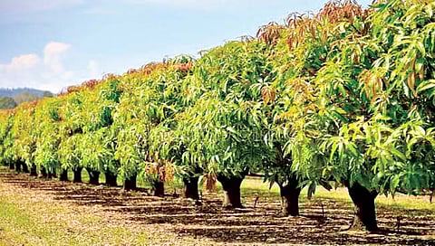 बारामती : फळबाग लागवड योजनेसाठी अर्ज करा; शेतकर्‍यांना आवाहन