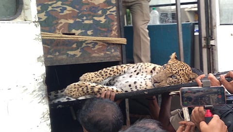 नाशिक : ठाण मांडून बसलेला बिबट्या अखेर जेरबंद ; तीन तास चालला थरार