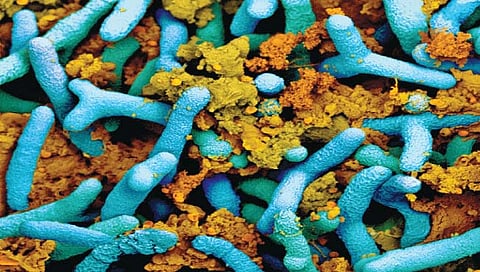 जीवाणू खते वापरा