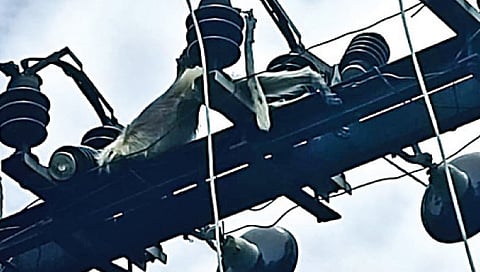 Nashik : कापशी येथे विजेच्या धक्क्याने माकडाचा मृत्यू