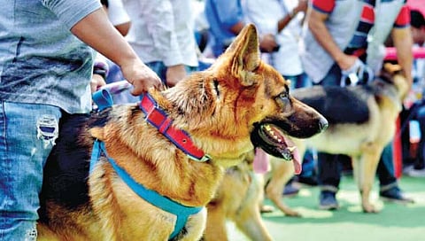 गोवा : श्वानपथकाने केले 243 प्रकरणांत साहाय्य