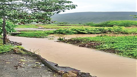 नाशिक : सप्तशृंगगड परिसरात मुसळधार, भात लावणीसाठी शेतकरी सरसावला