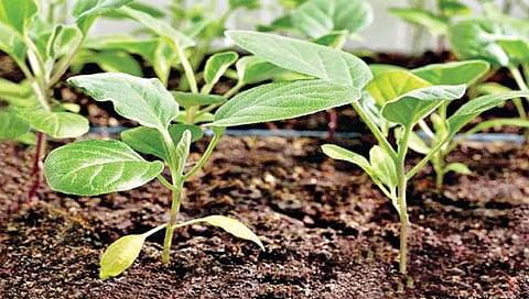 वांग्याची रोपे तयार करताय?