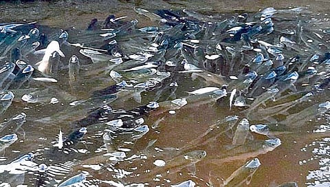 कृष्णा नदी