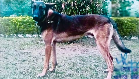 आर्मीच्या श्वानाला आज सलामी 