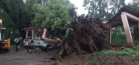 वडाचे झाड