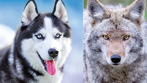 कुत्रा एके काळी होता जंगली लांडगा!