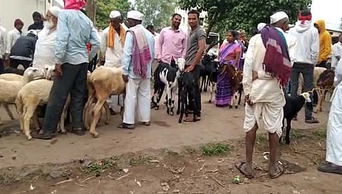 सातारा : पांचवड बाजारात बकरी खरेदीसाठी झुंबड (व्हिडीओ)