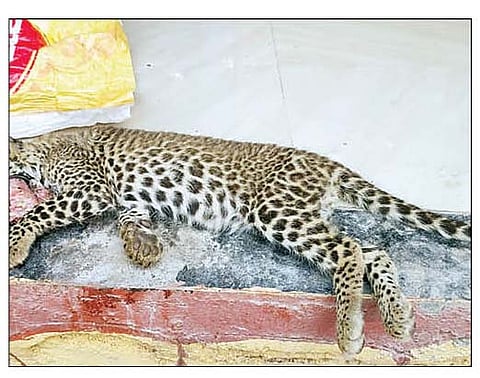 नगर : अज्ञात वाहनाच्या धडकेत बिबट्याच्या बछड्याचा मृत्यू