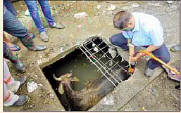 बांधकामाच्या टाकीत पडलेली गाय सुखरूप बाहेर