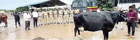 गुरांच्या बाजारात बंदोबस्त