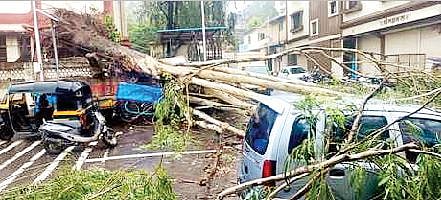 संत नामदेव शाळेतील झाड उन्मळून पडले