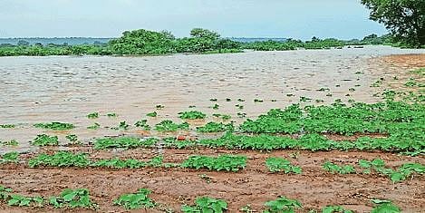 पुणे : आठ लाख हेक्टरवरील पिके बाधित; जुलैचा राज्यातील प्राथमिक अंदाज अहवाल