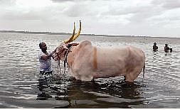 पालखी रथाच्या बैलजोडीस भीमा स्नान; पडस्थळकरांनी उटणे लावून केली सेवा