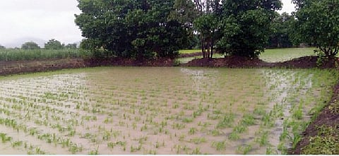 शिरगाव : पवन मावळात संततधार शेतकरी सुखावला