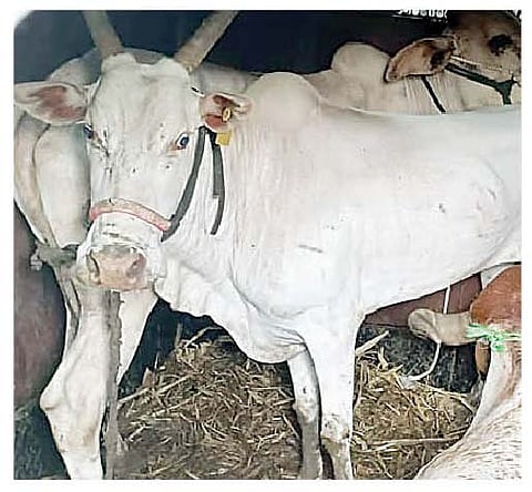 फोटो प्रतिकात्मक आहे