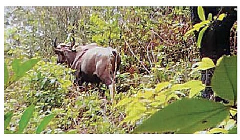 डोण येथे (ता. आंबेगाव) रानगव्याने भातशेतीचे नुकसान केले आहे.