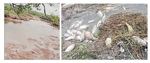 काष्टी : घोडनदीपात्रात नागवडे कारखान्याची मळी सोडल्याने पाण्यातील लाखो मासे मृत झालेले दिसते (छायाः दत्ता पाचपुते )