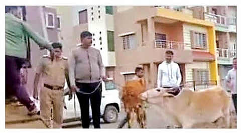 संगमनेर : पोलिसांनी शहरात ताब्यात घेतलेली गोवंश जनावरे.