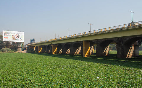 दापोडी : हॅरिस पुलाखाली अडकली जलपर्णी