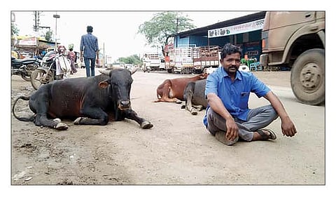 शेवगाव : शहरातील मोकाट जनावरांच्या बंदोबस्तासाठी कॉ. संजय नांगरे यांनी रस्त्यावर ठिय्या आंदोलन केले. (छाया : बाळासाहेब खेडकर)