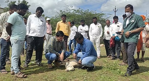 पुणे : लोणी देवकर परिसरात मेंढपाळाच्या ५० मेंढ्या मृत्यूमुखी