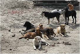 तळेगावकरांची भटक्या कुत्र्यांच्या त्रासातून मुक्तता कधी