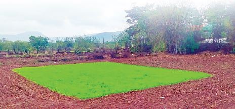 दमदार पावसाने भातरोपे तरारली