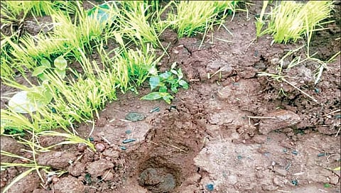 रानगव्याकडून आटाळीत भाताची रोपे भुईसपाट
