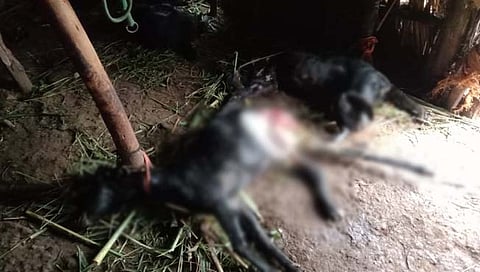 बिबट्याचा हल्ला