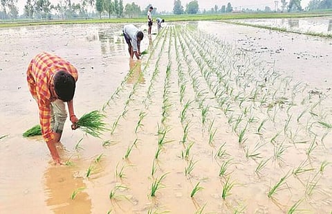 पावसाने हजेरी लावल्याने मावळात भात लागवडीला वेग