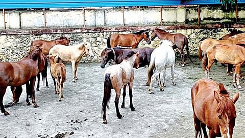 सांगली : मोकाट 60 जनावरे महापालिकेच्या कोंडवाड्यात