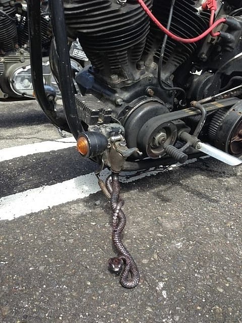 सावधान ! सापही करू शकतो तुमच्या गाडीतून प्रवास