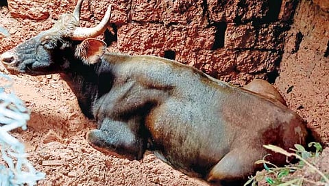 गोवा : टाकीत पडलेल्या गव्याची सुटका