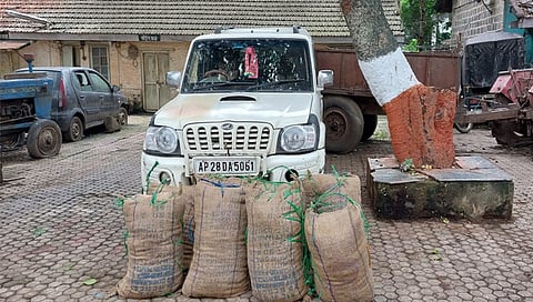 Nashik Crime : निफाडला दहा लाखांचा गांजा पकडला,’स्कॉर्पिओ’ही केली जप्त