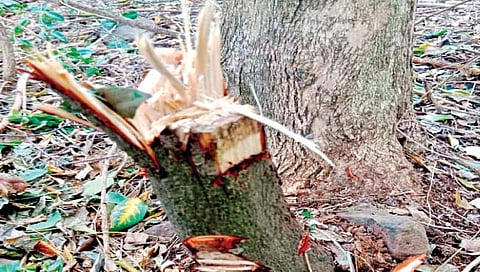 वहागाव, तळबीड परिसरातील चंदनाच्या शेकडो झाडांची कत्तल