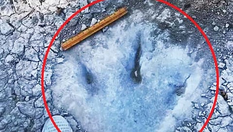 नदी आटल्याने आढळले डायनासोरच्या पायाचे ठसे