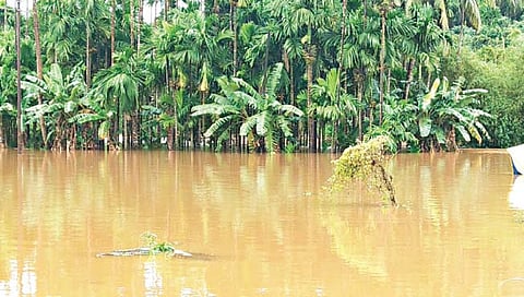 गोवा : बैलपार नदीला पूर, बागायती धोक्यात
