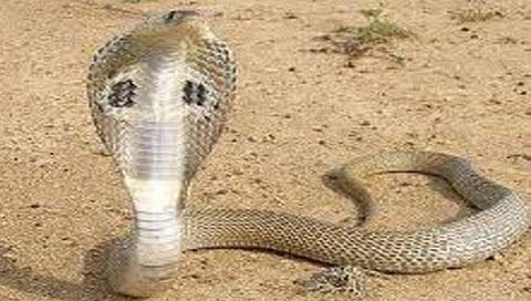 नागपंचमी विशेष : ‘नागभूमी’ शिराळा….