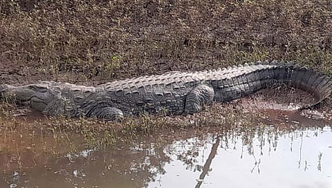 सांगली : औदुंबर ते चोपडेवाडी दरम्यान आढळल्या तब्बल बारा मगरी; यंदा कृष्णाकाठी असणाऱ्या मगरींच्या स्थलांतराला ब्रेक
