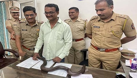 डोंबिवली : ५ जणांच्या टोळीकडून ७० लाखांचा मांडूळ साप जप्त