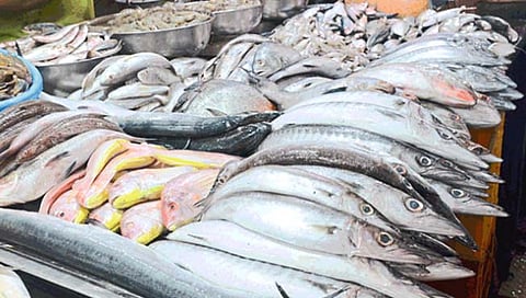 मुंबई : नवी मुंबईतील परप्रांतीय मासेविक्रेत्यांवर येणार बंदी!