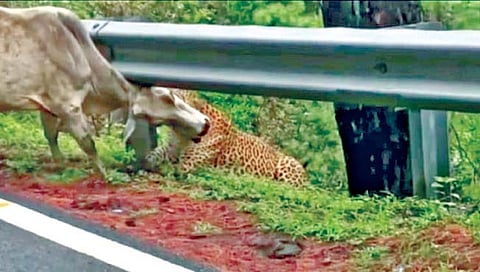 कर्नाटक :  बिबट्याकडून गायीची रस्त्यावरच शिकार