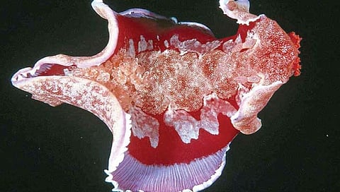 सागरी जीवाचा शोध