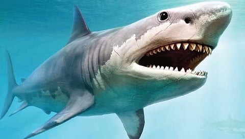 प्राचीन काळी अस्तित्वात होते मोठे शार्क