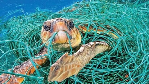 महासागरांचे प्रदूषण ‘वाढता वाढता वाढे’!