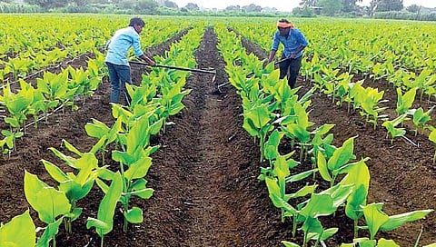 हळद संशोधन केंद्रामुळे वाढणार उत्पादकता