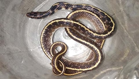 अकोला : अत्यंत दुर्मिळ ‘अंडी खाऊ साप’ खरप बु गावात आढळला