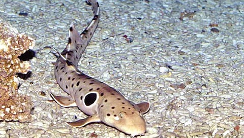 पाण्याबाहेरही जिवंत राहू आणि चालू शकणारा सागरी जलचर